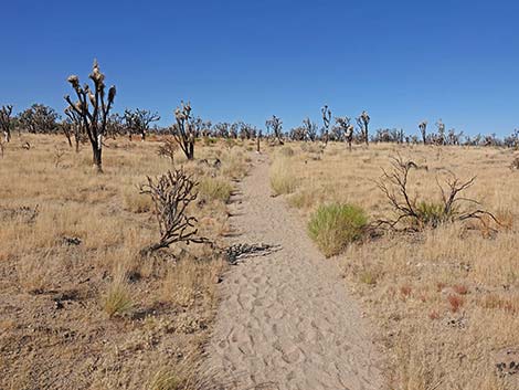 Teutonia Peak Trail