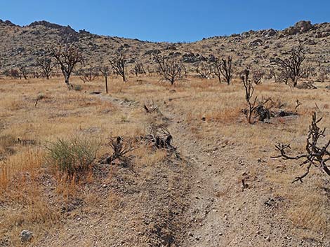 Teutonia Peak Trail