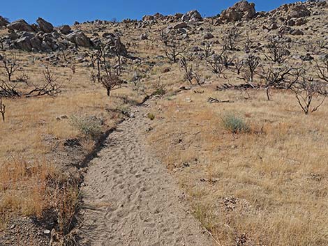 Teutonia Peak Trail