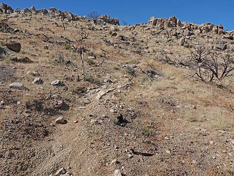 Teutonia Peak Trail