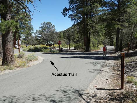 Acastus Trail