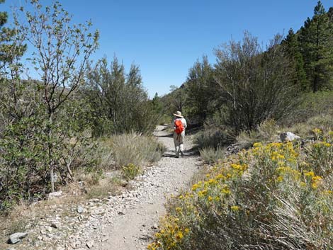 Acastus Trail