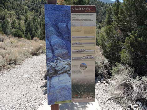 Acastus Trail