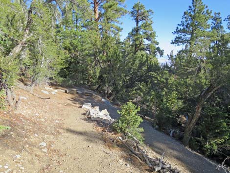 Bonanza Peak Trail