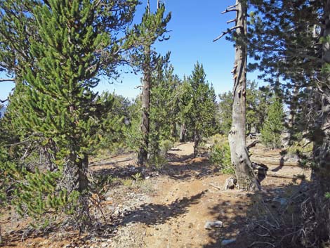 Bonanza Peak Trail