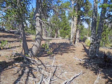 Bonanza Peak Trail