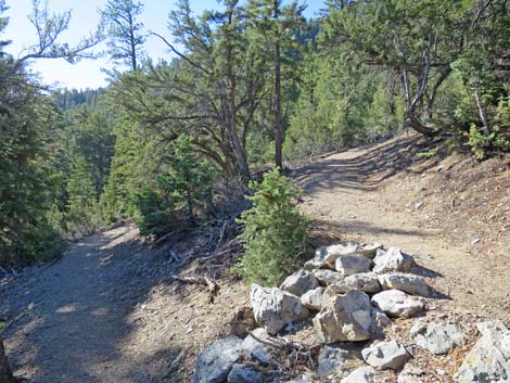 Bonanza Peak Trail