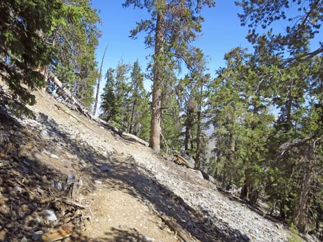 Bonanza Peak Trail