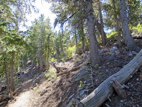 Bonanza Peak Trail