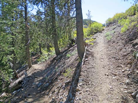 Bonanza Peak Trail