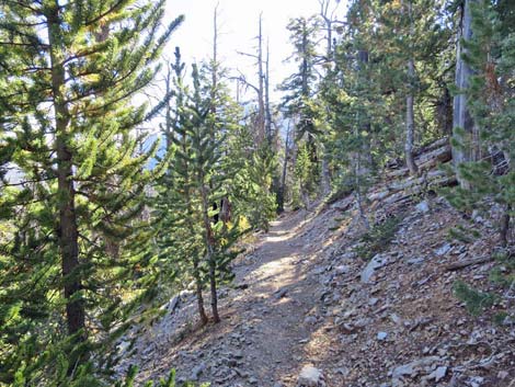 Bonanza Trail