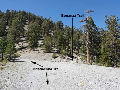 Bristlecone Trail