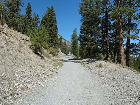 Bristlecone Trail