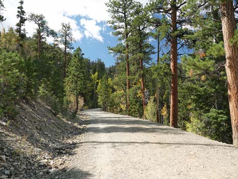 Bristlecone Trail