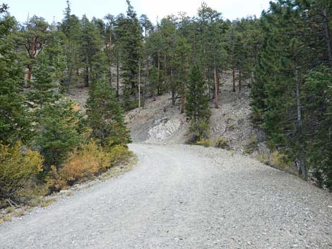 Bristlecone Trail