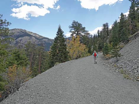 Bristlecone Trail