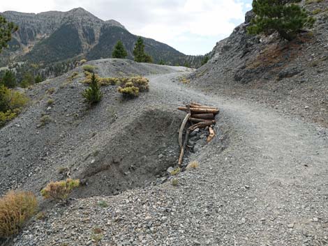 Bristlecone Trail