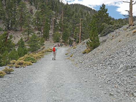 Bristlecone Trail