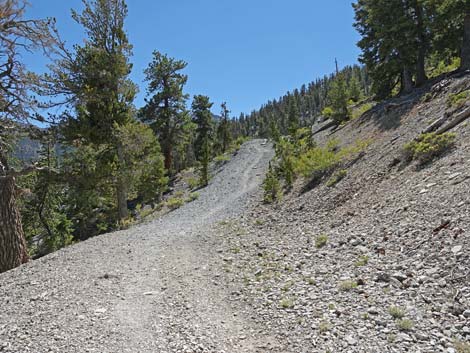 Bristlecone Trail