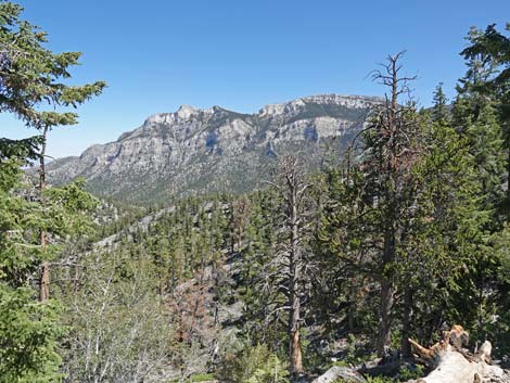 Bristlecone Trail