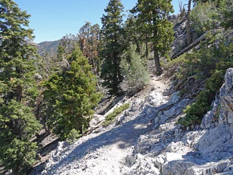 Bristlecone Trail