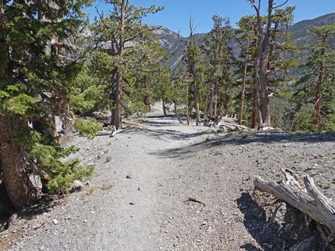 Bristlecone Trail