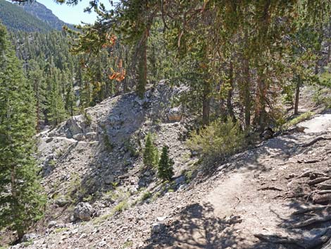 Bristlecone Trail