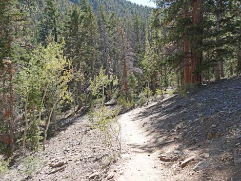 Bristlecone Trail