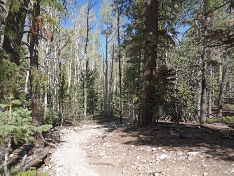 Bristlecone Trail