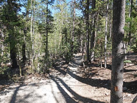 Bristlecone Trail