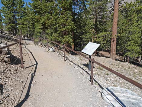 Bristlecone Trail