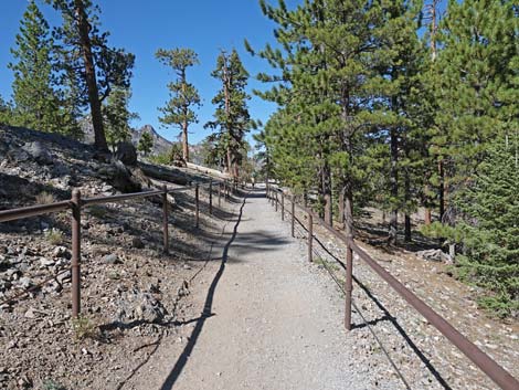 Bristlecone Trail