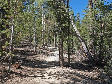 Bristlecone Trail