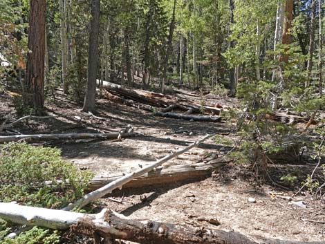 Bristlecone Trail