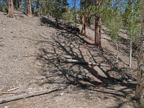 Bristlecone Trail