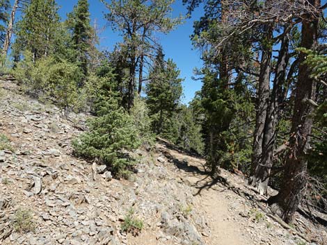 Bristlecone Trail