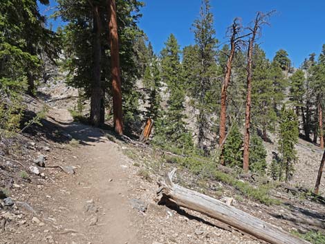 Bristlecone Trail