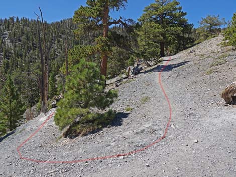 Bristlecone Trail