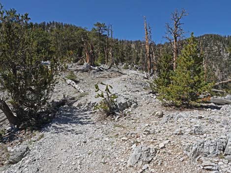 Bristlecone Trail