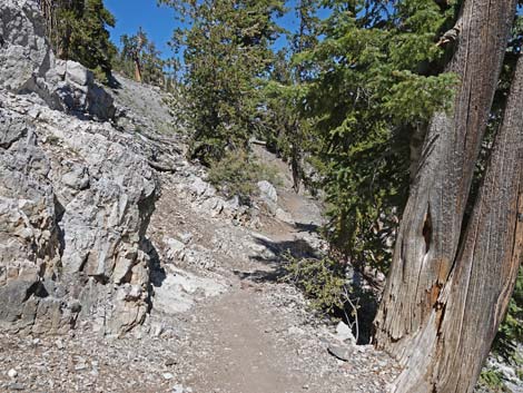 Bristlecone Trail