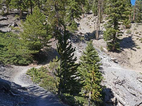 Bristlecone Trail