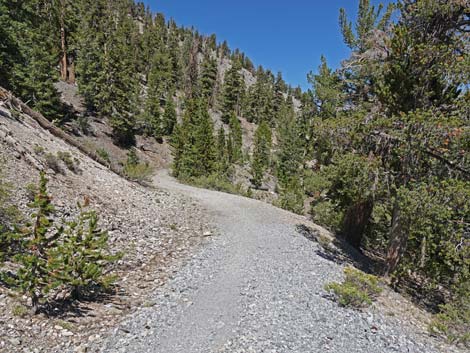 Bristlecone Trail