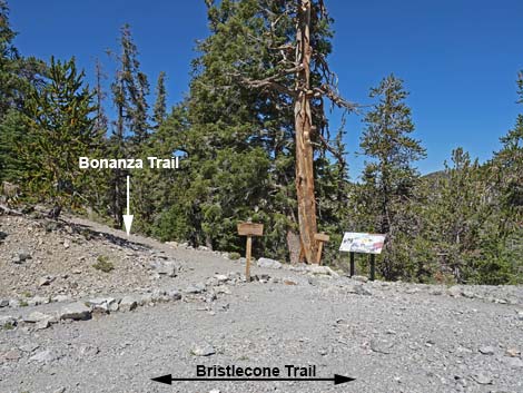 Bristlecone Trail