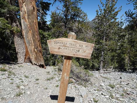 Bristlecone Trail