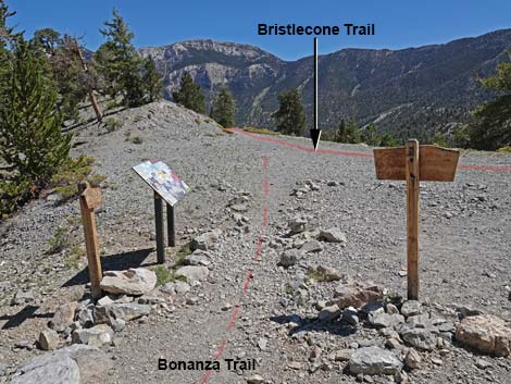 Bristlecone Trail