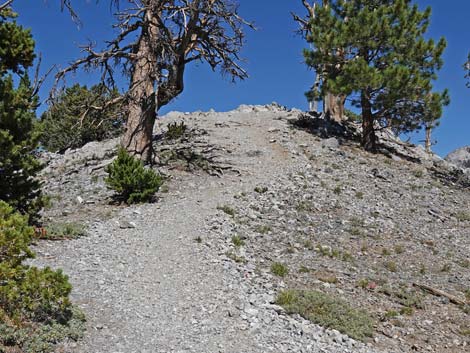 Bristlecone Trail