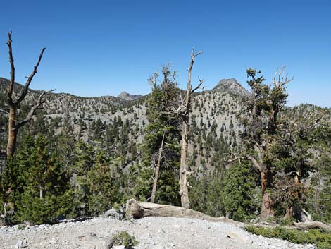 Bristlecone Trail