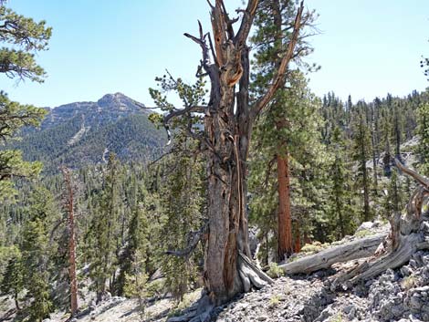 Bristlecone Trail