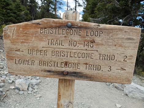 Bristlecone Trail