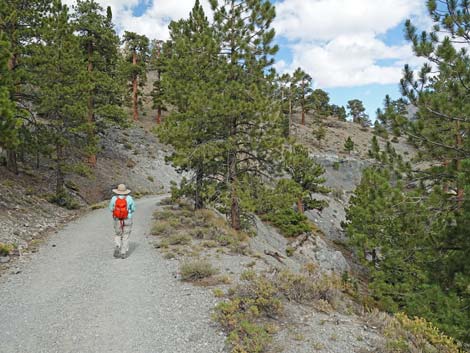 Bristlecone Trail